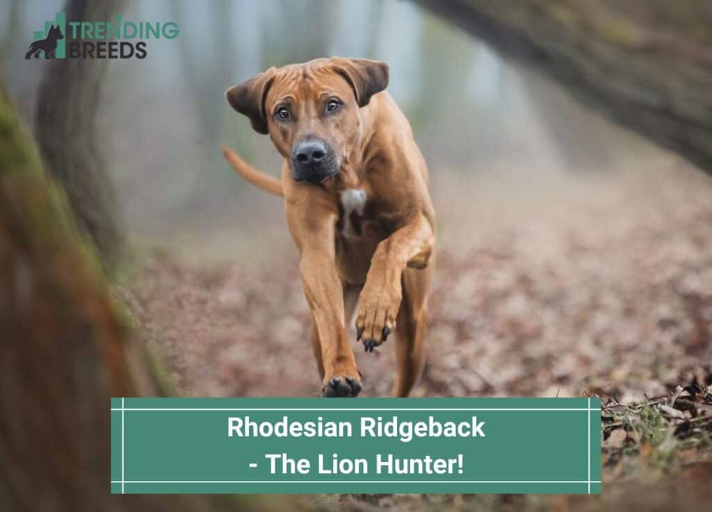 Rhodesian-Ridgeback-The-Lion-Hunter-template