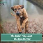 Rhodesian Ridgeback Hunting Lions! Can They Kill A Lion? (2023)