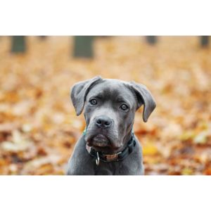 Royal-Guardian-Cane-Corso