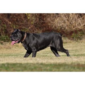 Royal-Guardian-Cane-Corso