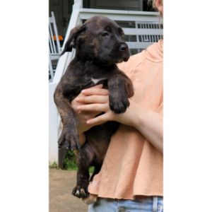 Senza-Tempo-Cane-Corso-Texas