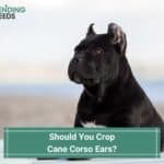 Should You Crop Cane Corso Ears? (2023)