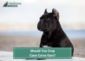 Should-You-Crop-Cane-Corso-Ears-template