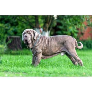 Size-nepolitan-mastiff