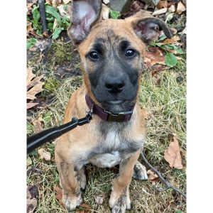 Temperament belgian malinois boxer