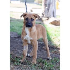 Temperament-lab-belgian-malinois