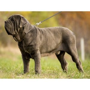 Temperament-nepolitanmastiff