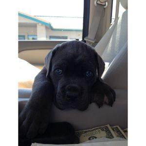 Texas-Cane-Corso-Kennel-Rescue-and-Rehome