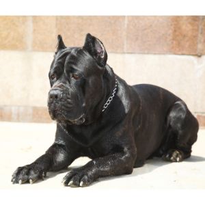 The-AKC-Recognizes-the-Cane-Corso-as-Majestic