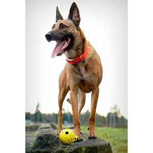 The-Best-Belgian-Malinois-Rescues-in-The-USA