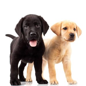 The-Best-Labrador-Breeders-in-Massachusetts