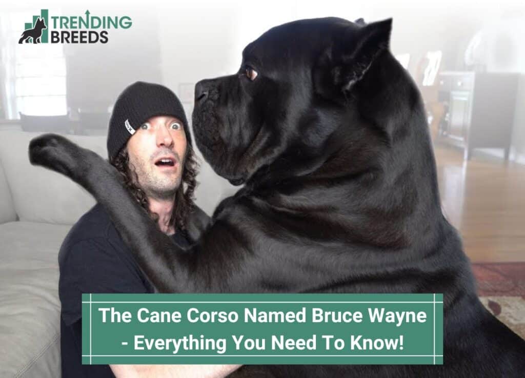 The-Cane-Corso-Named-Bruce-Wayne-Everything-You-Need-To-Know-template