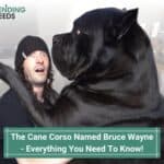 The-Cane-Corso-Named-Bruce-Wayne-Everything-You-Need-To-Know-template
