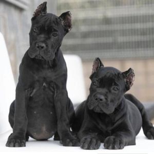 The-Cane-Corso-Was-Bred-Specifically-To-Guard