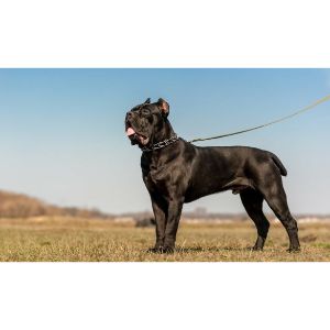 The-Cane-corso