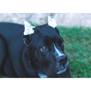 The-Downsides-of-Ear-Cropping-for-Cane-Corso