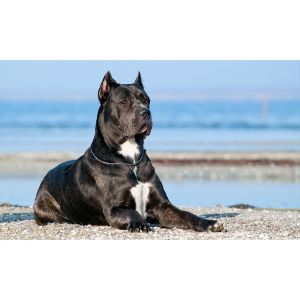 The-Interesting-History-of-the-Formidable-King-Cane-Corso