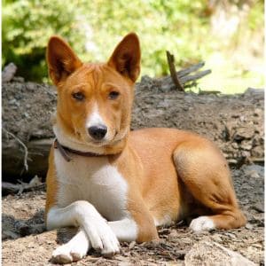 The-Medfly-Brigade-Basenji-Rescue