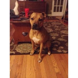 The-Rhodesian-Ridgeback-And-The-Pitbull-Terrier