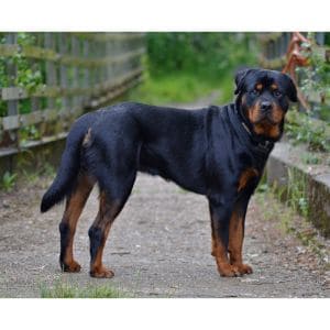 The-Rottweiler