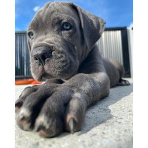 The-Top-13-Cane-Corso-Rescue-Options-in-the-USA