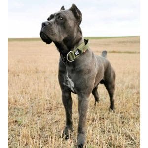 There-Are-Gray-Brindle-Cane-Corsos