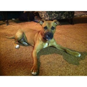 Training-Of-Rhodesian-Ridgeback-Pitbull-Mixes