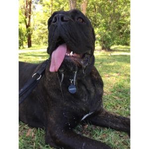 What-Causes-Drooling-in-Cane-Corso