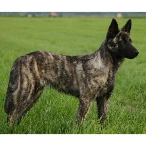 What-Does-Belgian-Malinois-Look-like
