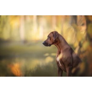 What-Factors-Affect-A-Rhodesian-Ridgebacks-Lifespan