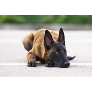 What-Factors-Affect-The-Lifespan-Of-A-Belgian-Malinois