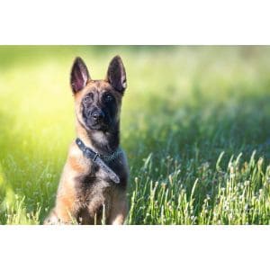 What-Health-Problems-Do-Belgian-Malinois-Have