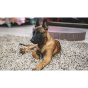 What-Is-A-Belgian-Malinois