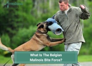 What-Is-The-Belgian-Malinois-Bite-Force-template