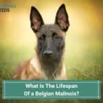 What-Is-The-Lifespan-Of-A-Belgian-Malinois-template