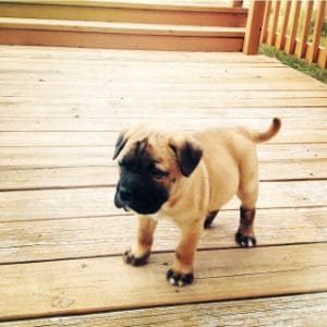 What-Is-a-Cane-Corso-Shar-Pei-Mix