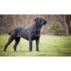 What-Is-a-Cane-Corso