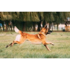 What-Makes-Belgian-Malinois-Fast