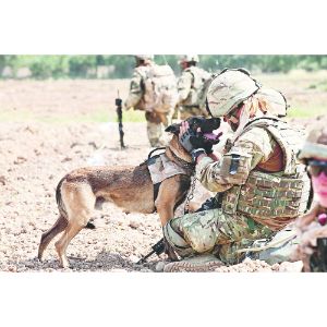 What-Makes-Belgian-Malinois-Perfect-For-The-Navy