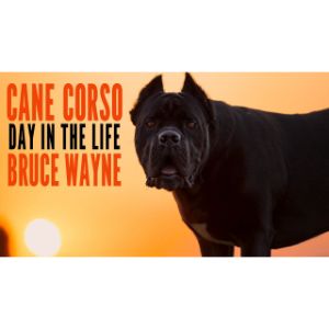 What-Owning-a-Cane-Corso-Is-Like-Thanks-to-Jason-and-Bruce-Wayne