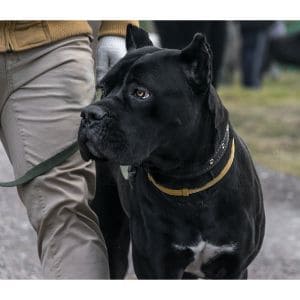 What-To-Expect-With-a-Full-Grown-Cane-Corso