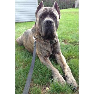 What-You-Should-Know-About-the-Mastiff-Cane-Corso-Mix