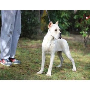 What-is-a-White-Cane-Corso