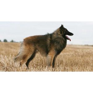 What-is-the-Belgian-Malinois-coat-type