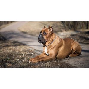 Whats-the-Ideal-Crate-Size-for-Cane-Corso