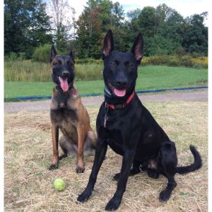 Why-Do-Belgian-Malinois-Get-Given-Up-For-Adoption