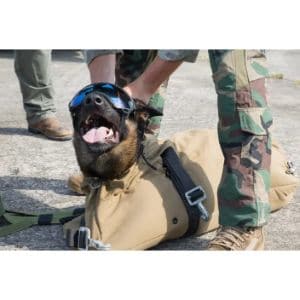 Why-Does-The-Navy-Use-Belgian-Malinois
