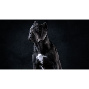 Why-You-Want-a-Large-Dog-Like-a-Cane-Corso