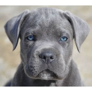 Would-Buying-a-Cane-Corso-Mix-Make-Them-More-Hypoallergenic