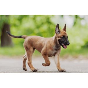 belgian-malinois-what-look-like